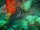 Thumbs/tn_waterspotted drum.jpg